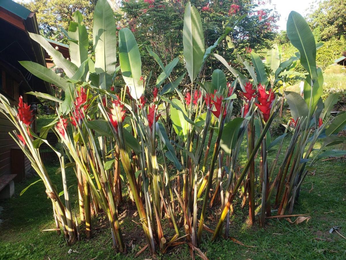 Les Bananes Vertes Ecolodges Saint-Claude Buitenkant foto